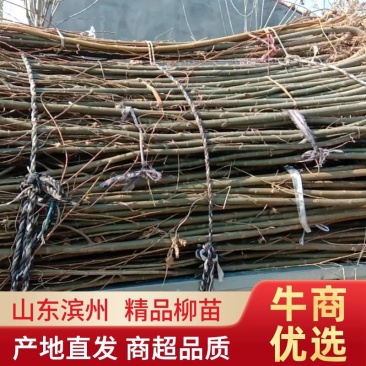 养蝉的好树种，柳段，柳苗，柳条大量有货，给钱就卖