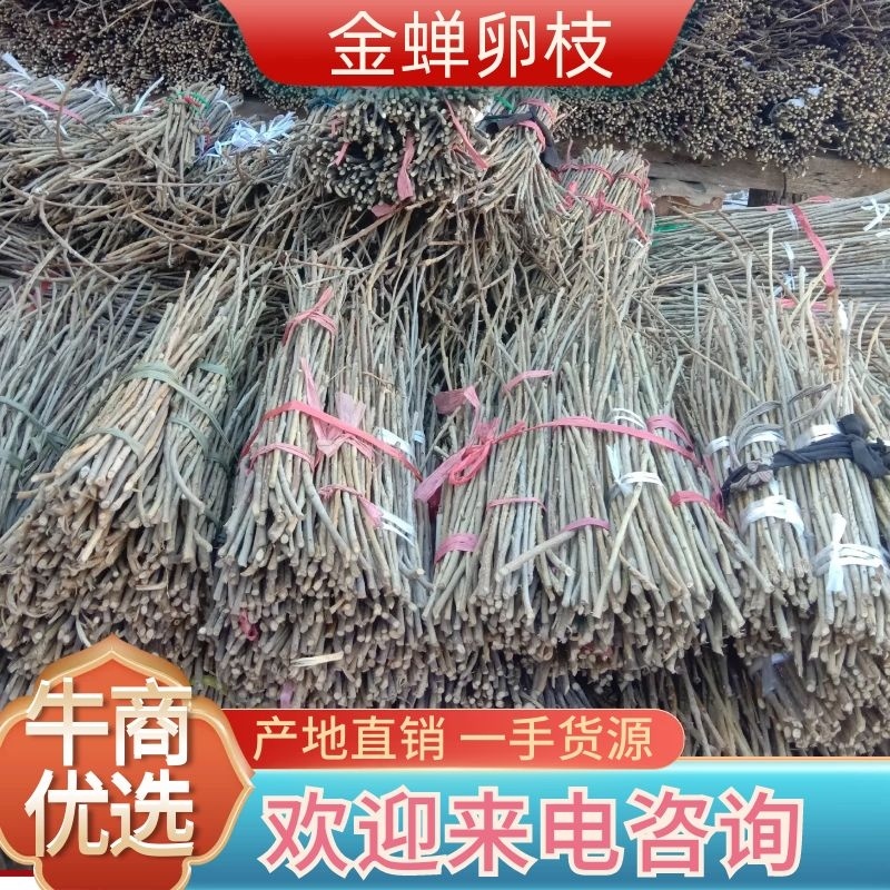 白蜡前期金蝉卵枝，质好价低，欢迎订购，白蜡卵枝，金蝉种苗