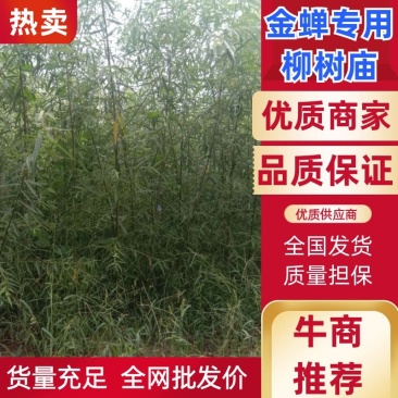 金蝉养殖专用柳树苗，抗虫，抗病，根系发达