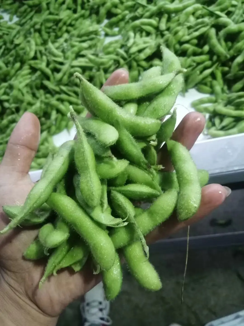 江苏徐州毛豆翠绿宝开心绿绿宝石毛豆质优价廉对接市场超市