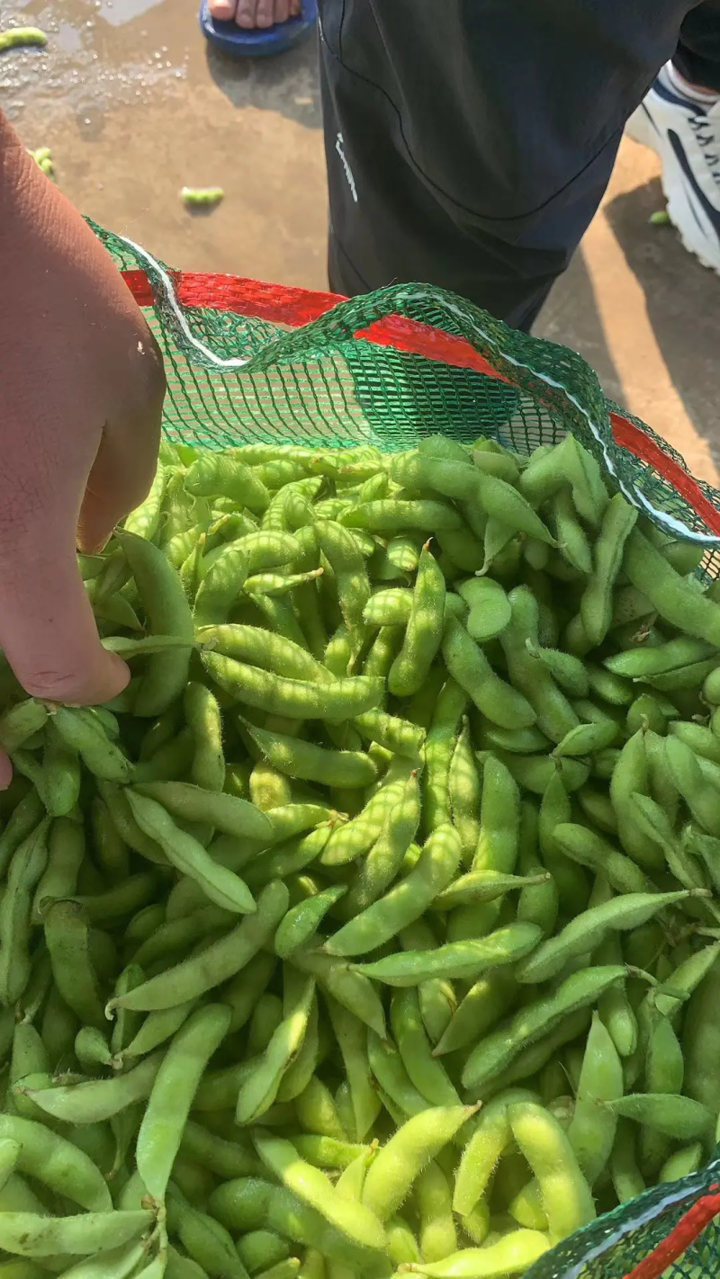 江苏徐州毛豆翠绿宝开心绿绿宝石毛豆质优价廉对接市场超市