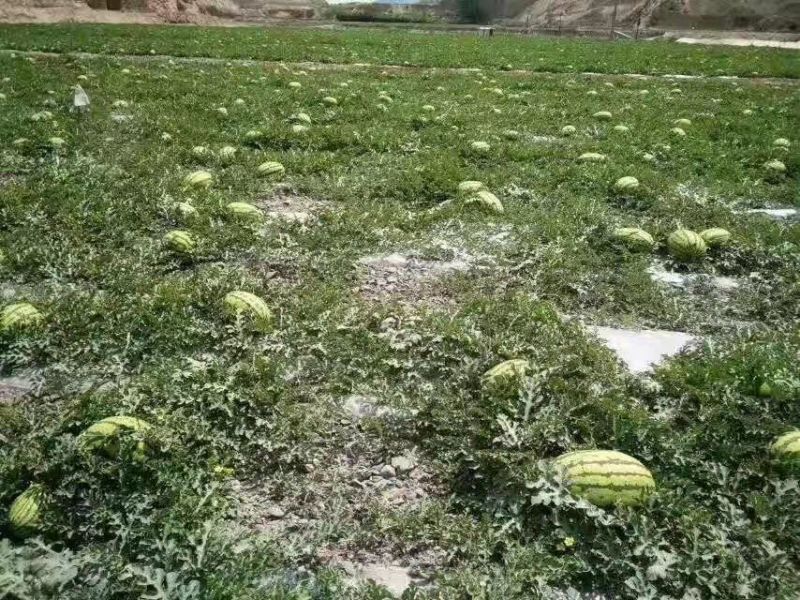 【精选】精品甘肃硒砂瓜甜度高瓜型好鲜货供应欢迎联系