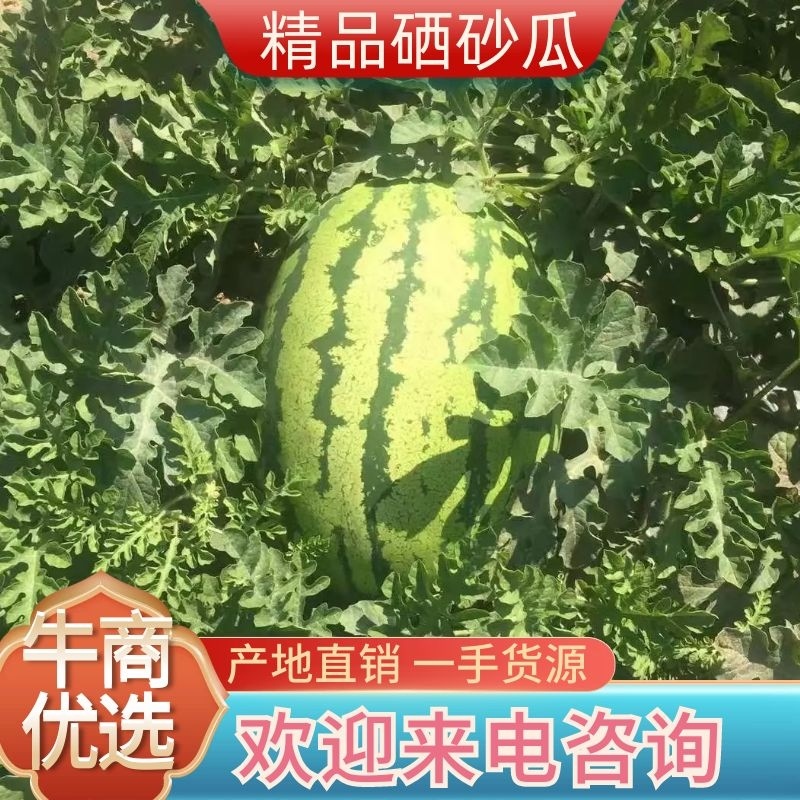 精品甘肃硒砂瓜基地直供一手货源品质保证对接电商！