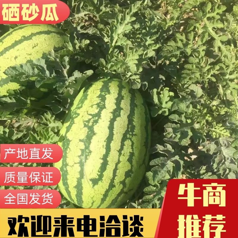 【精品】甘肃西瓜硒砂瓜量大从优包熟包甜欢迎来电咨询