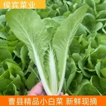 山东新鲜快菜快白苗芽白苗代收代办基地直供坏菜包赔