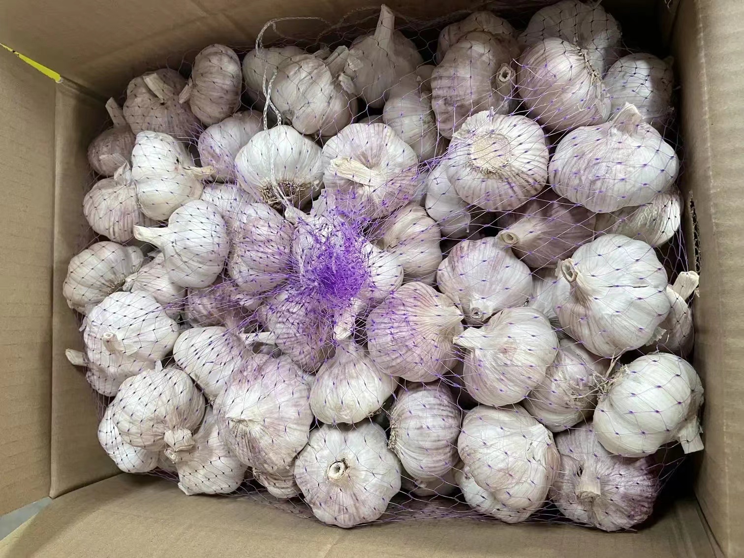 紫皮蒜冷藏保存示意图