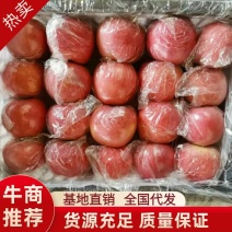 大量供应山西万荣，临猗坡上红富士苹果