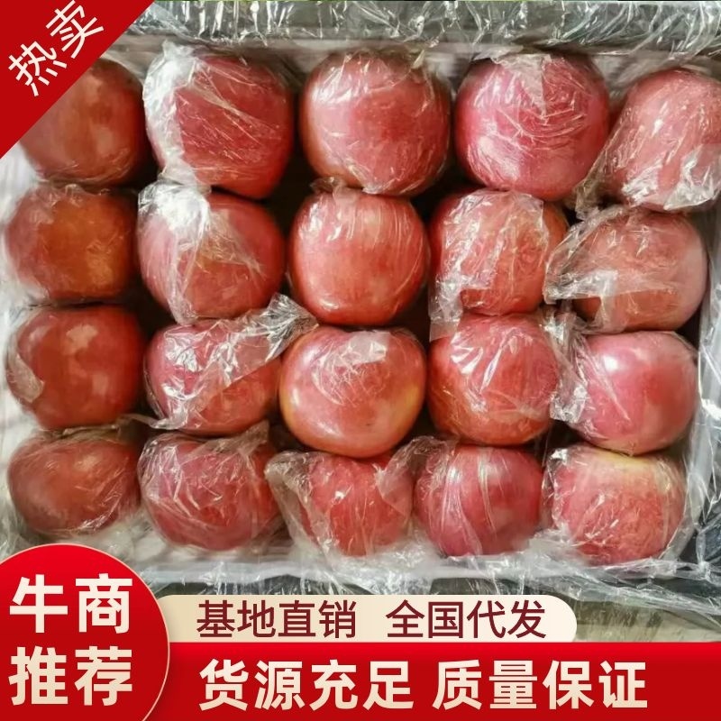 大量供应山西万荣，临猗坡上红富士苹果