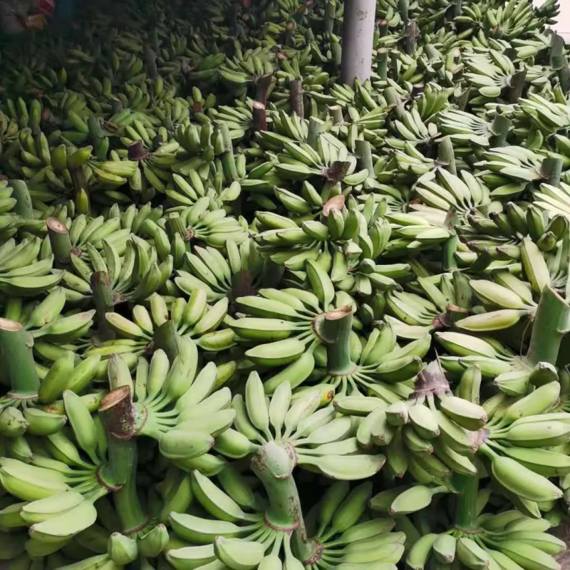 云南芭蕉一件代发寻求全国各地批发商货源充足稳定社区团购供