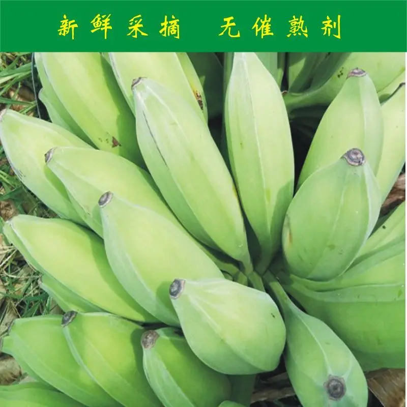 云南芭蕉一件代发寻求全国各地批发商货源充足稳定社区团购供