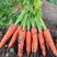胡萝卜种子宝冠新黑田五寸人参胡萝卜种子进口籽基地种植