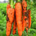 胡萝卜种子宝冠新黑田五寸人参胡萝卜种子进口籽基地种植