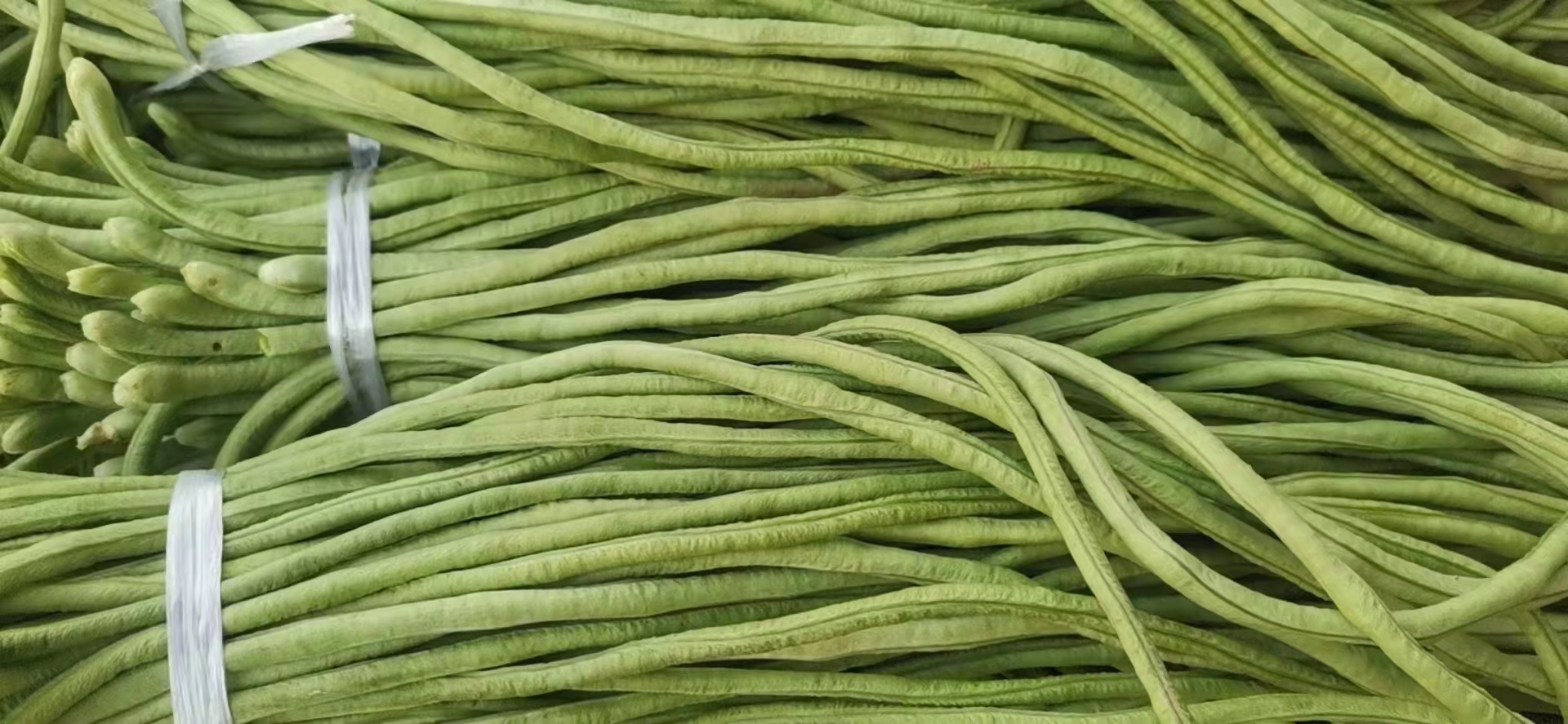 豆角品种对比图