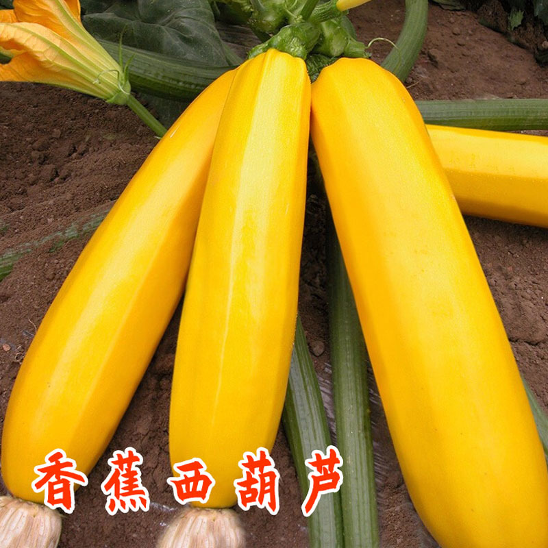 金冠香蕉西葫芦种子早熟金黄色短蔓矮型杂交种子