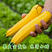 金冠香蕉西葫芦种子早熟金黄色短蔓矮型杂交种子