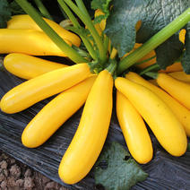 金冠香蕉西葫芦种子早熟金黄色短蔓矮型杂交种子