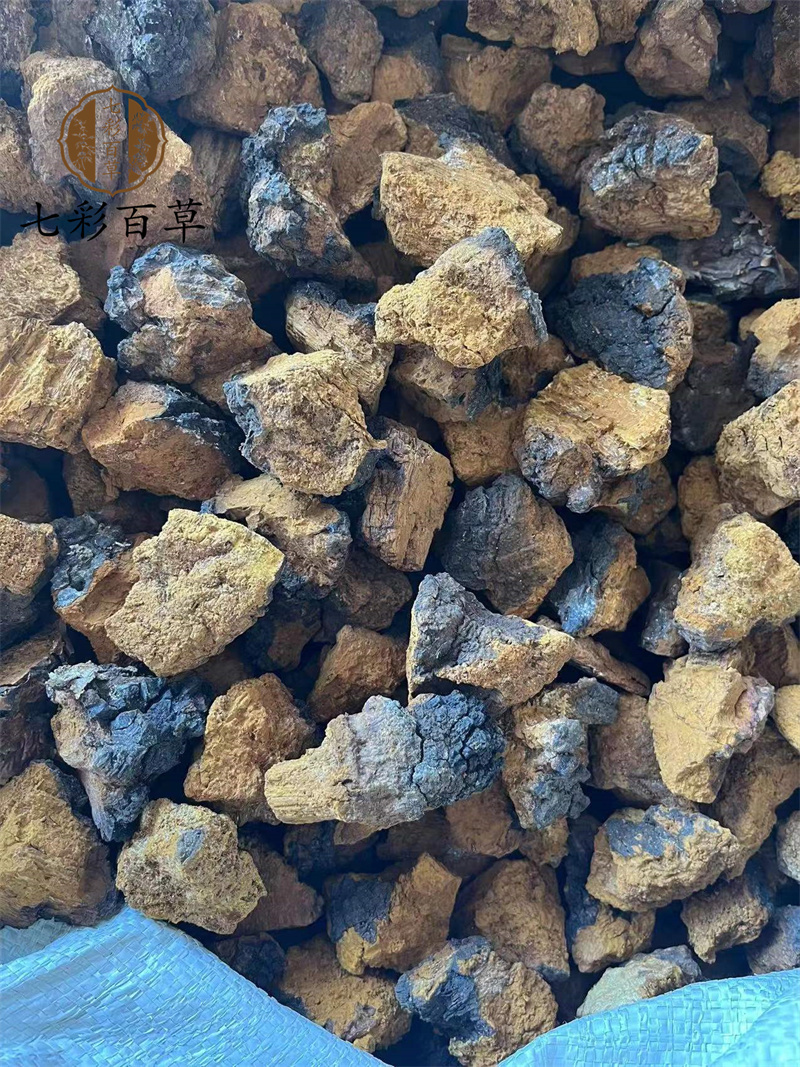 白桦茸桦树茸桦树黄选产地黑龙江省