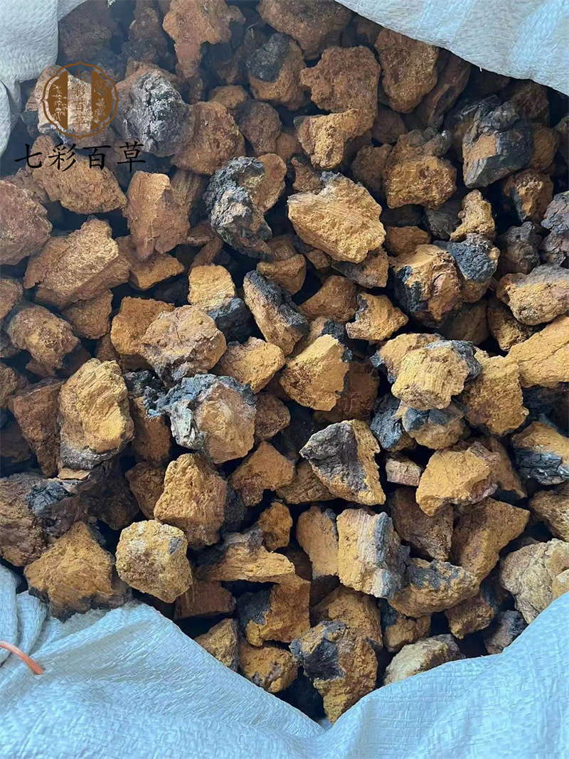 白桦茸桦树茸桦树黄选产地黑龙江省