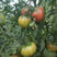 甜美玉草莓番茄种子超甜东北铁皮柿子早熟基地种植