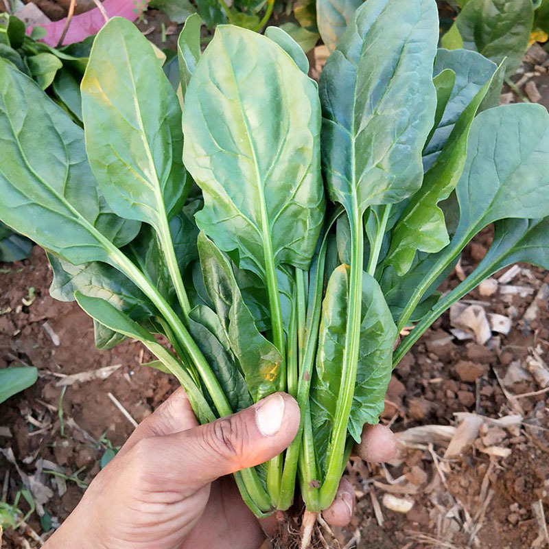 菠菜种子大量供应价格优惠春秋种植墨绿菠菜籽耐热性好植株