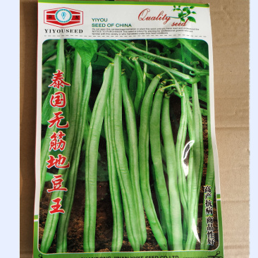 芸豆种子泰国四季无筋地爬架豆无纤维四季豆高产