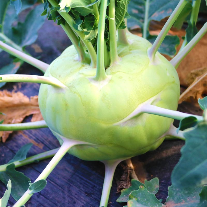 苤蓝种子丕兰种子青皮蔬菜种孑球茎大春秋种植大头菜