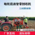 新款滴管带回收机加强款滴管带回收机毛管回收机缠管机