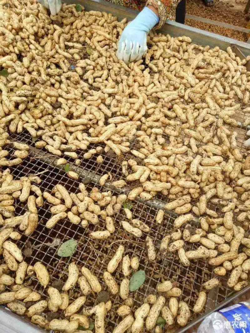 四粒红鲜花生，纯沙地，皮相好，包装精美，质优价廉