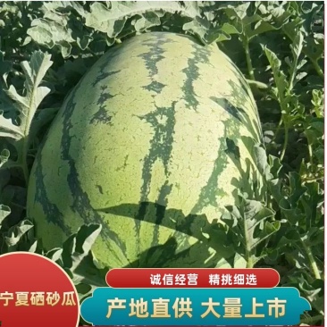 【宁夏西瓜】产地一手货源无中间商专业收瓜团队