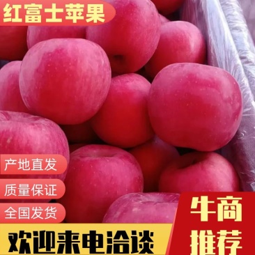 绥中县红富士苹果，苹果颜色漂亮，口感好，欢迎来电采购
