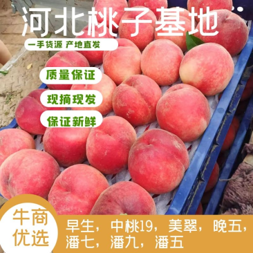 早生桃，货源充足稳定，规格齐全，味道香甜，上车价现摘现发