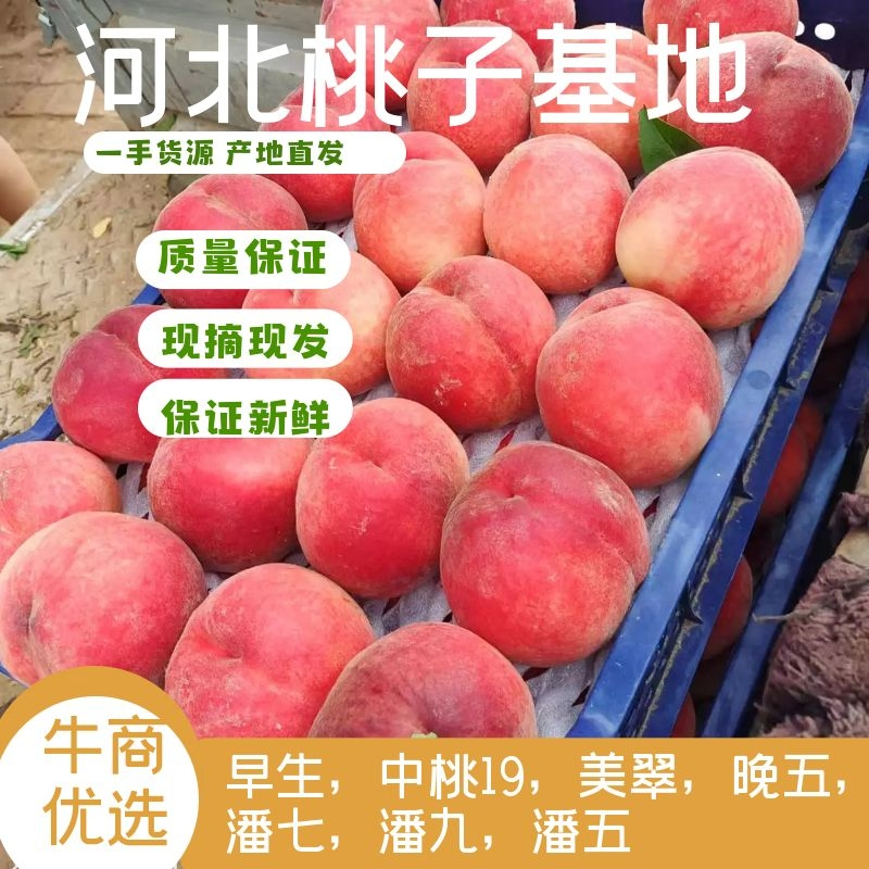 早生桃，货源充足稳定，规格齐全，味道香甜，上车价现摘现发