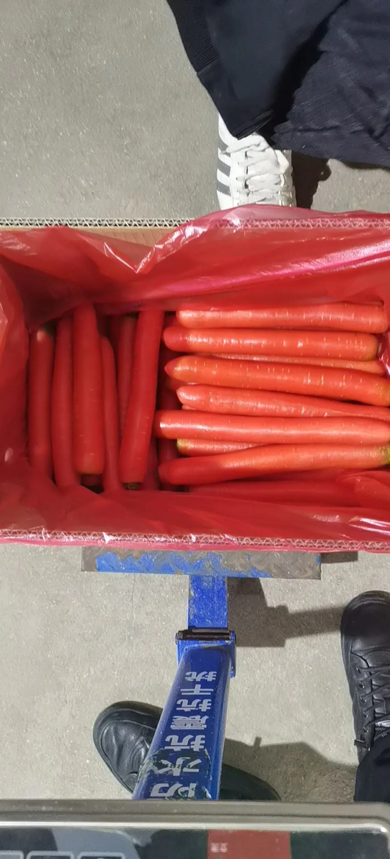 精品红萝卜，秤杆红萝卜一手货源视频看货以质论价