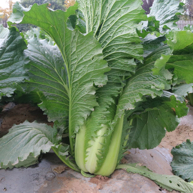 白菜种子津绿75F1直筒型青麻叶叶色深绿叶纹适中