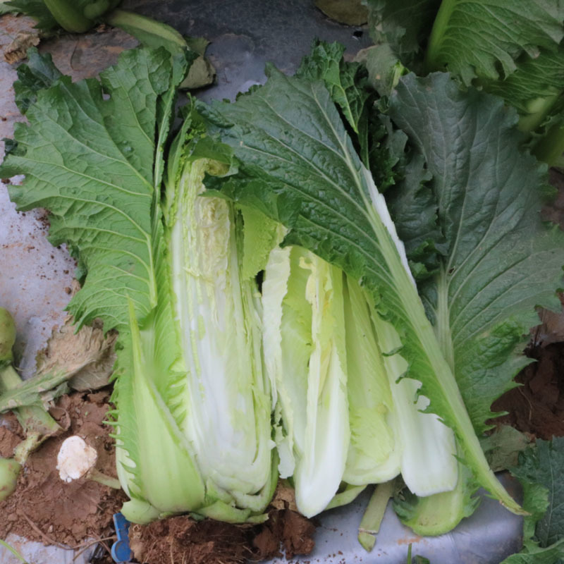 白菜种子津绿75F1直筒型青麻叶叶色深绿叶纹适中