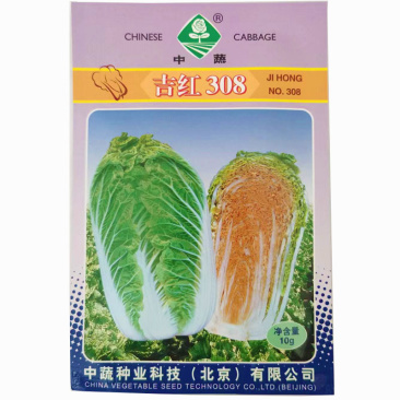吉红308白菜种子中晚熟75天直筒炮弹形橘红中蔬
