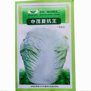 夏抗王白菜种子杂交品种早熟耐热抗病强结球紧实