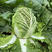 50天夏阳白菜种子进口抗热白菜种子蔬菜种子抗性强