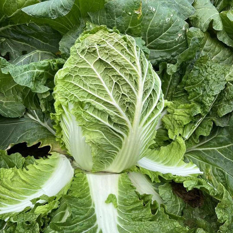 50天夏阳白菜种子进口抗热白菜种子蔬菜种子抗性强