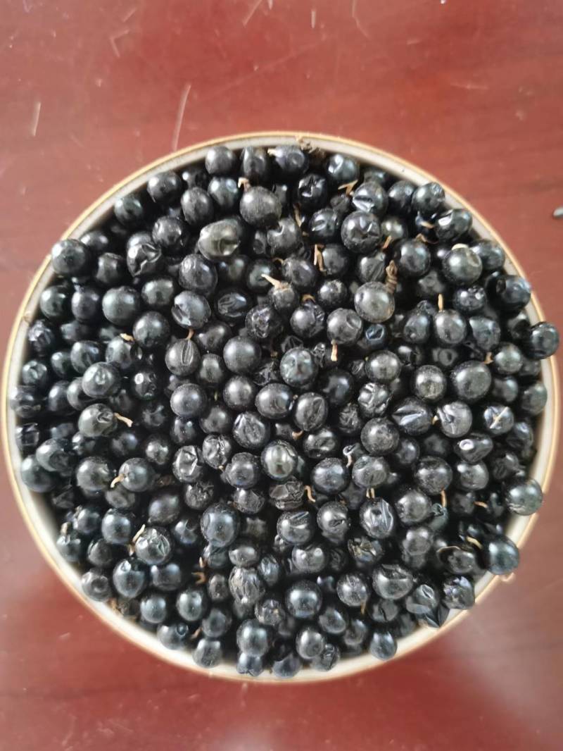 各种规格射干种子