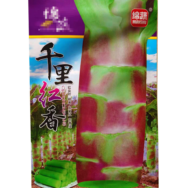千里红香莴笋种子红尖叶耐寒皮紫红肉青绿晚秋冬季种植