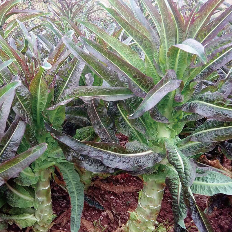 千里红香莴笋种子红尖叶耐寒皮紫红肉青绿晚秋冬季种植