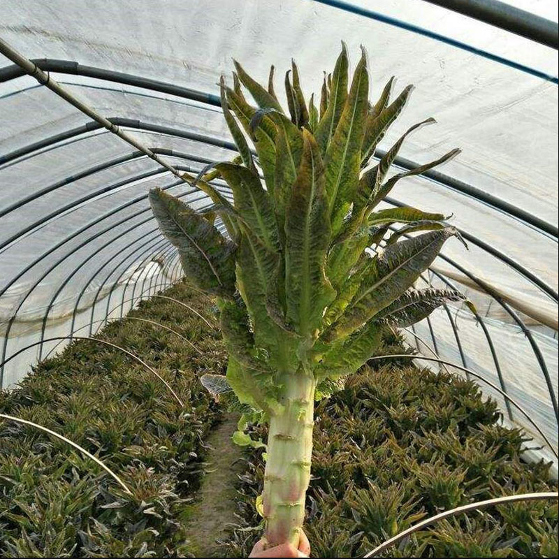 千里红香莴笋种子红尖叶耐寒皮紫红肉青绿晚秋冬季种植