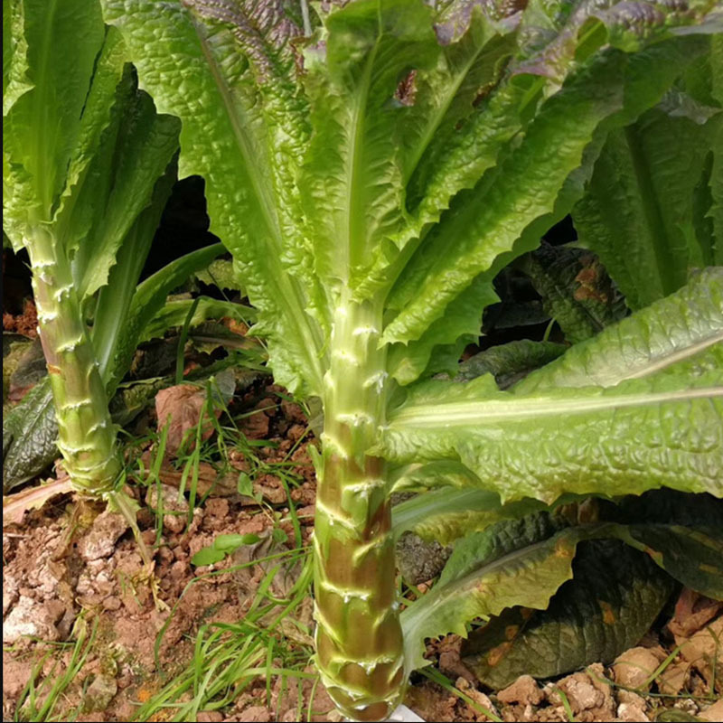 千里红香莴笋种子红尖叶耐寒皮紫红肉青绿晚秋冬季种植
