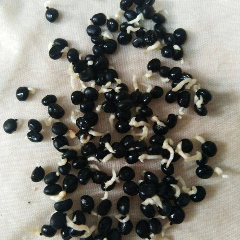 芦笋种子绿芦笋白芦笋种籽四季播种种子批发