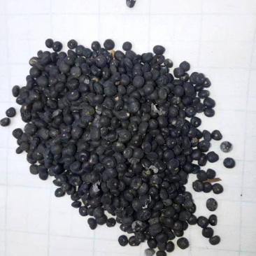 芦笋种子绿芦笋白芦笋种籽四季播种种子批发