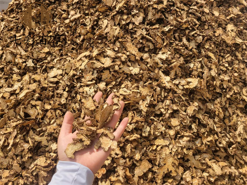 苍术内蒙苍术朱砂点多含量好产地货源量大从优