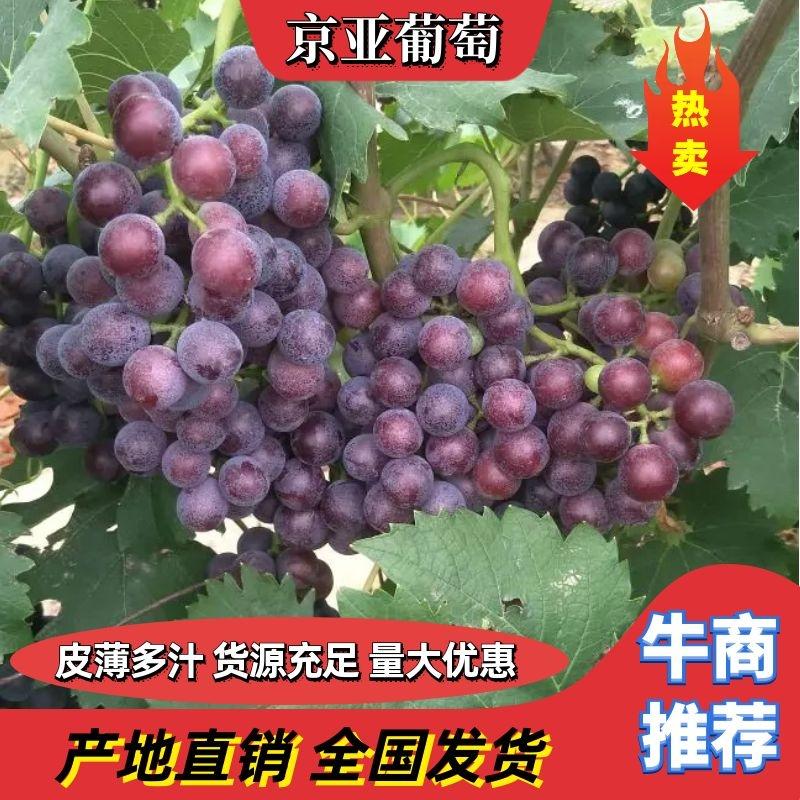 【推荐】河北邢台威县葡萄大量上市种类齐全可视频看货