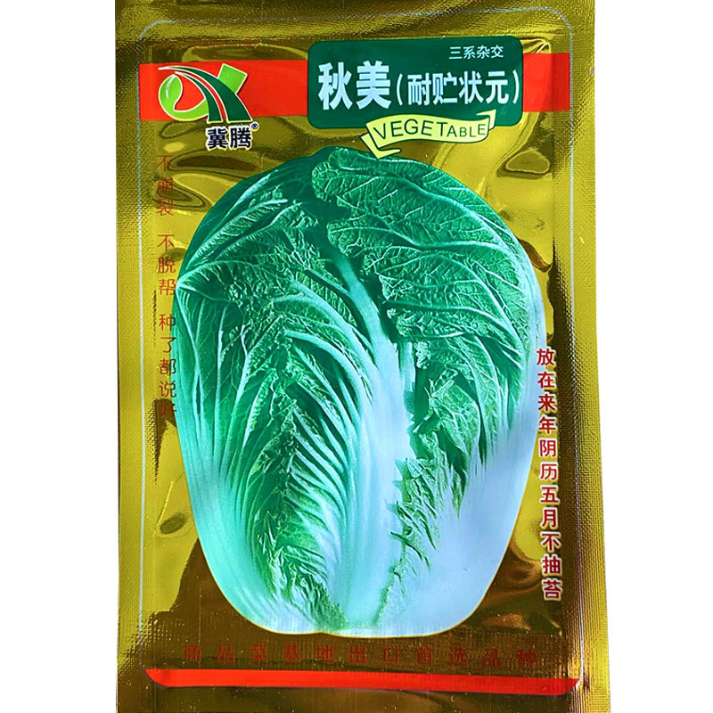 秋美大白菜种子抗病强早熟秋冬天大田基地四季播蔬菜种