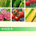 阿维菌素红蜘蛛小黄蛾粉虱菜青虫棉铃虫食心虫